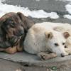 Правительство Екатеринбурга ищет подрядчика для отлова собак