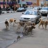 В Екатеринбурге объявлен тендер на ликвидацию собак